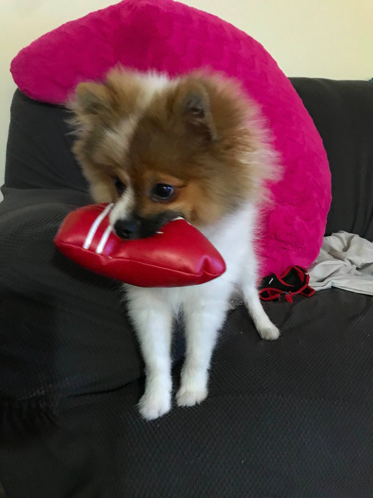 Drax joined the competition — help win amazing prizes! canidae, carnivore, companion_dog, dog, dog_breed, dog_clothes, fur, german_spitz, german_spitz_klein, german_spitz_mittel, mammal, non_sporting_group, pomeranian, puppy, spitz, tail, toy_dog, vertebrate, volpino_italiano