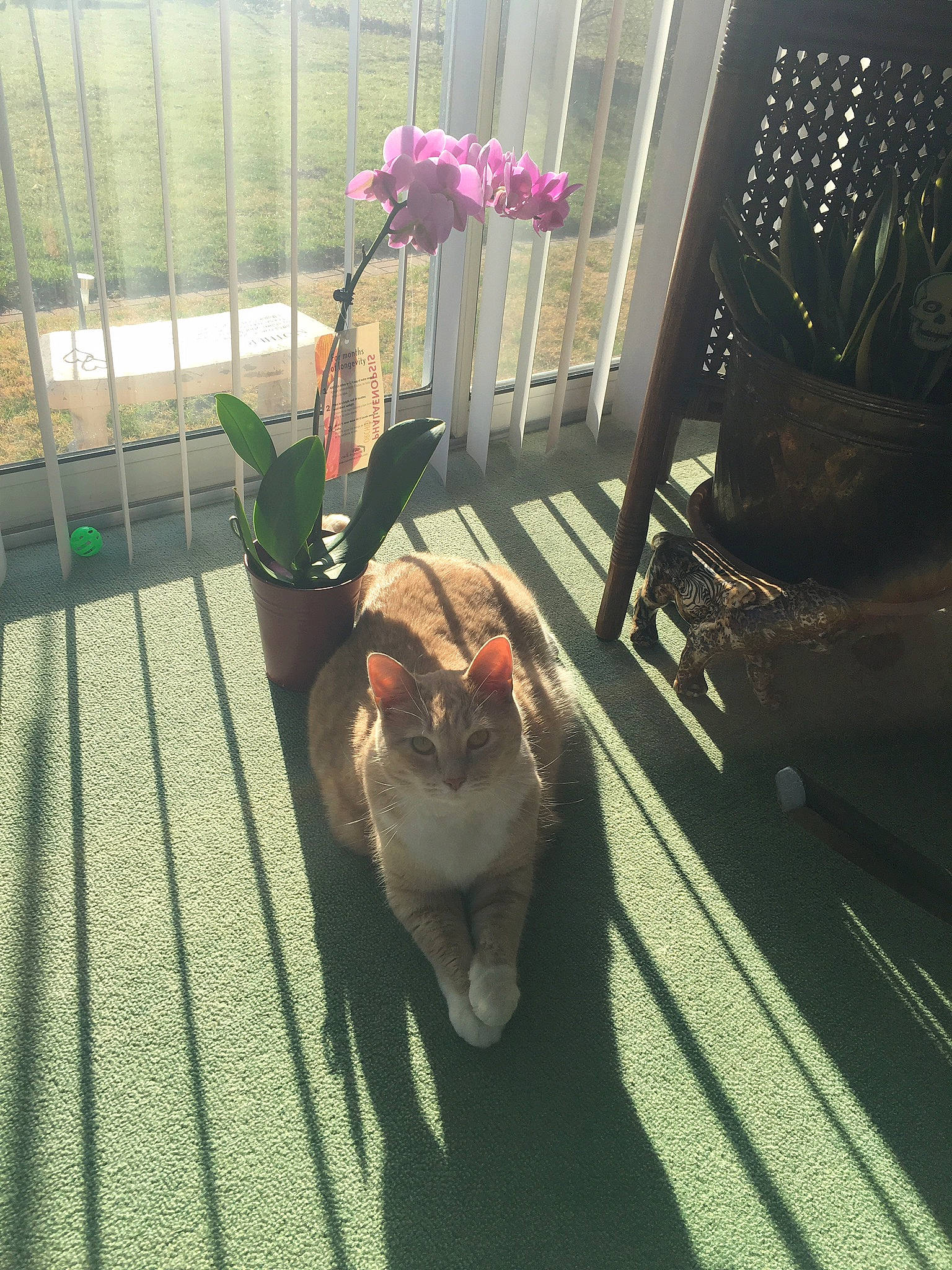 Shreds is registered to the contest to win money with this photo: canidae, carnivore, cat, dog, ear, fawn, felidae, flower, fur, non_sporting_group, plant, tail