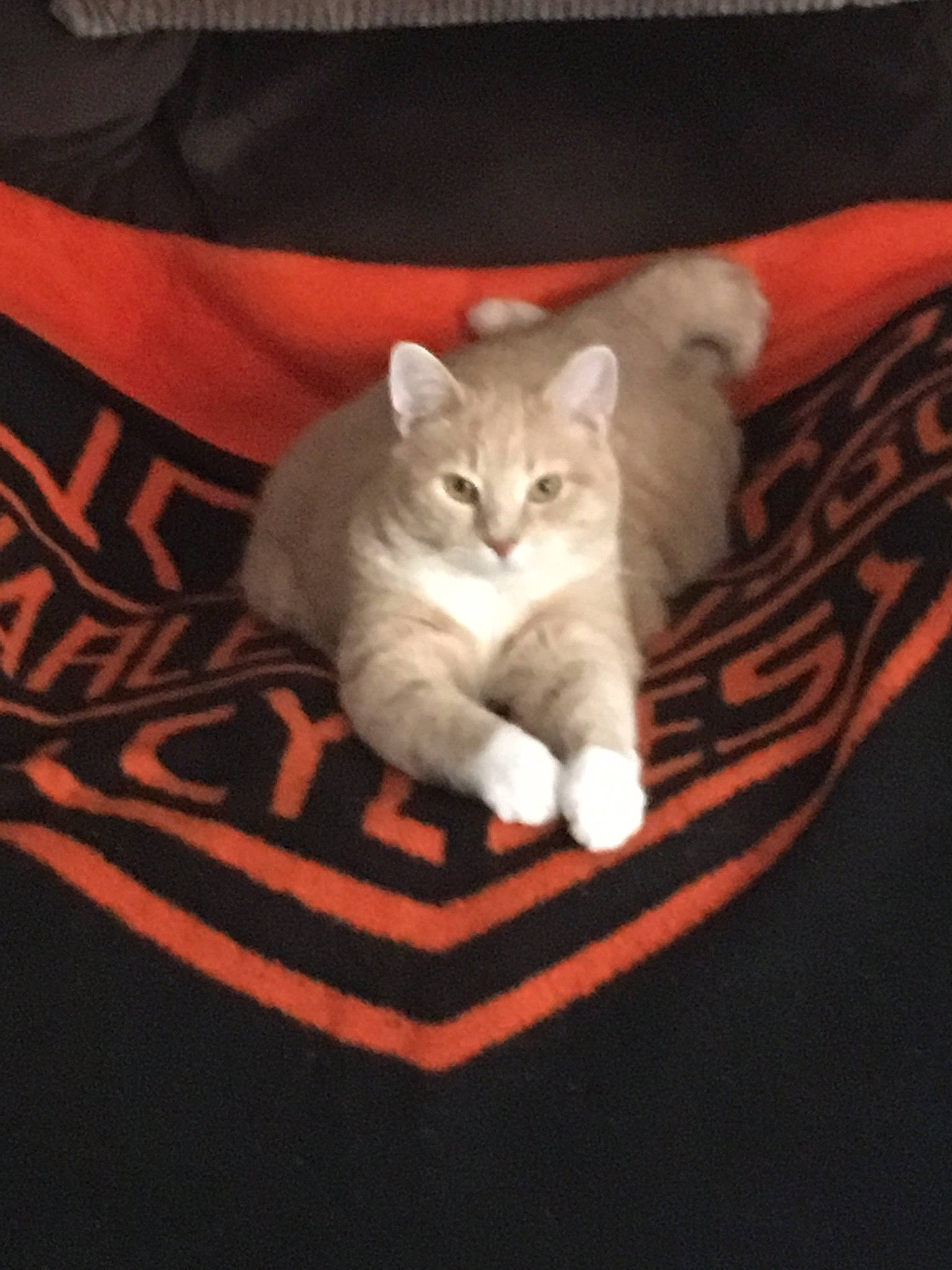 Shreds is registered to the contest to win money with this photo: asian, burmilla, carnivore, cat, domestic_short_haired_cat, european_shorthair, felidae, kitten, mammal, small_to_medium_sized_cats, whiskers