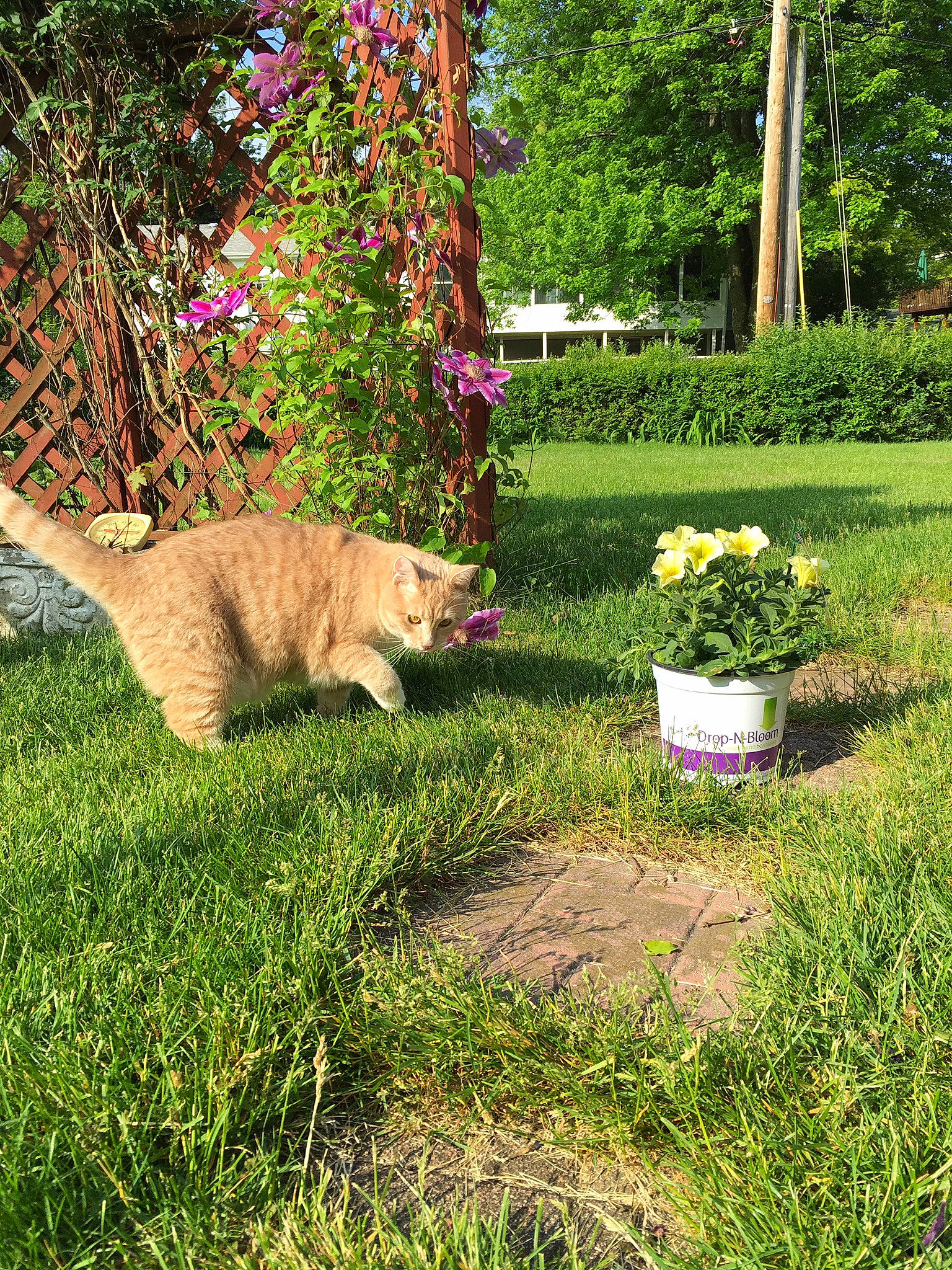 Shreds is registered to the contest to win money with this photo: botany, carnivore, cat, european_shorthair, fawn, felidae, flower, garden, grass, grass_family, green, groundcover, lawn, plant, shrub, small_to_medium_sized_cats, spring, tail, tree, yard
