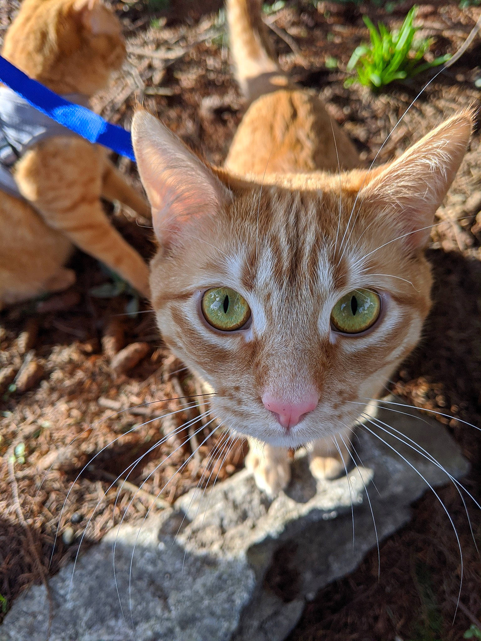 Alcatraz joined the competition — help win amazing prizes! arabian_mau, asian, carnivore, cat, domestic_short_haired_cat, european_shorthair, fawn, felidae, german_rex, mammal, organism, small_to_medium_sized_cats, tabby_cat, tree, whiskers, wildlife