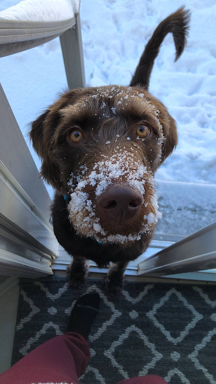 Levi Carl joined the competition — help win amazing prizes! boykin_spaniel, canidae, carnivore, dog, dog_breed, german_shorthaired_pointer, hunting_dog, liver, mammal, pointer, pointing_breed, retriever, snout, spaniel, spanish_water_dog, sporting_group, vertebrate