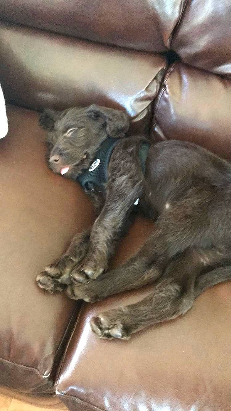 Levi Carl joined the competition — help win amazing prizes! canidae, carnivore, sporting_group