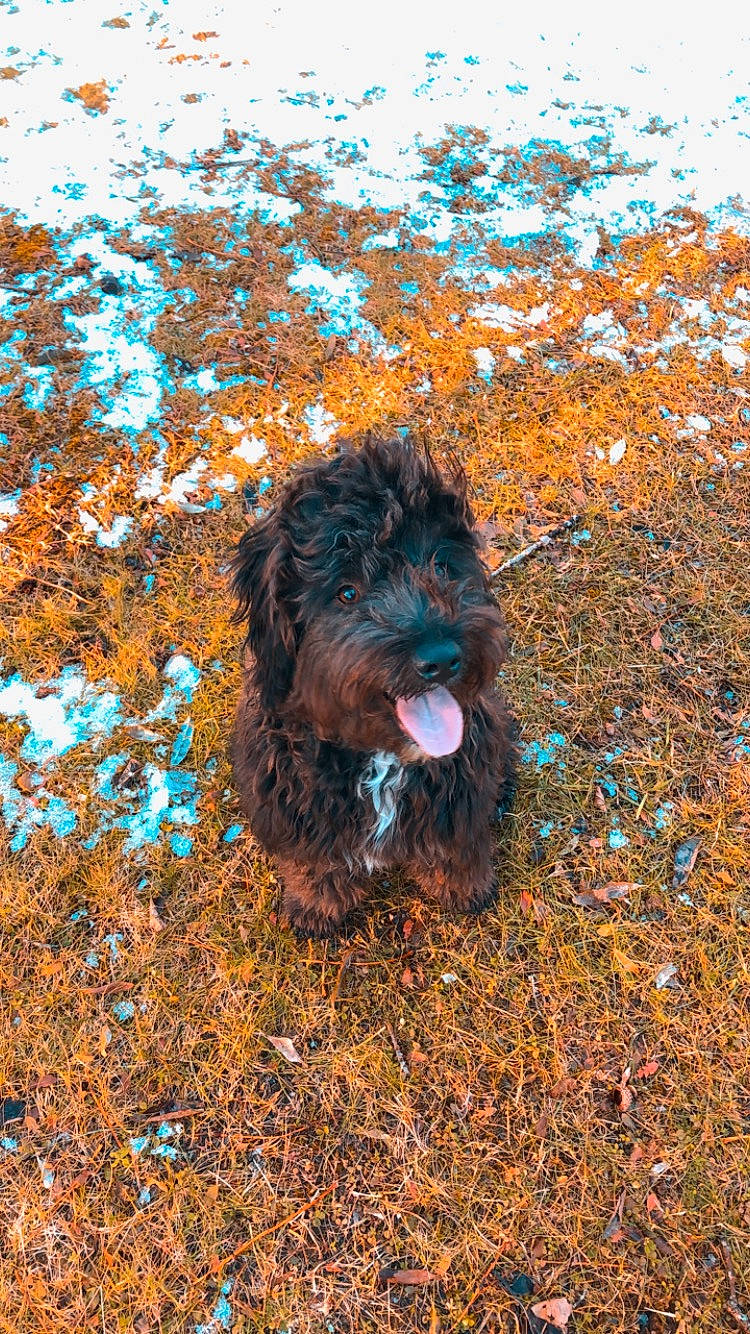 Theo is registered to the contest to win money with this photo: barbet, bolonka, canidae, cao_da_serra_de_aires, carnivore, cockapoo, dog, dog_breed, mammal, rare_breed_dog, schnoodle, spanish_water_dog, sporting_group, terrier