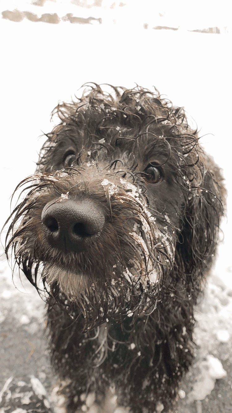 Theo joined the competition — help win amazing prizes! barbet, bolonka, canidae, carnivore, cockapoo, dog, dog_breed, labradoodle, lagotto_romagnolo, mammal, portuguese_water_dog, pumi, rare_breed_dog, schnoodle, snout, spanish_water_dog, sporting_group, terrier, vertebrate, water_dog