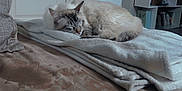 Saecha participe au concours pour gagner de l'argent avec cette photo : animal, architecture, bed, bedroom, blanket, bookcase, building, cat, couch, furniture, homedecor, indoors, interiordesign, kitten, linen, livingroom, pet, room, shelf, wood