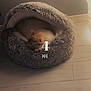 Saecha participe au concours pour gagner de l'argent avec cette photo : abyssinian, animal, canine, cat, dog, dogbed, homedecor, kitten, person, pet, puppy, rabbit, sleeping