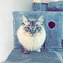 abyssinian, angora, animal, cat, chair, face, furniture, head, hole, homedecor, indoors, kitten, linen, manx, person, pet, photography, portrait, siamese, wood