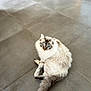 angora, animal, cat, hardwood, indoors, interiordesign, kitten, manx, pet, siamese, slate, tile, wood