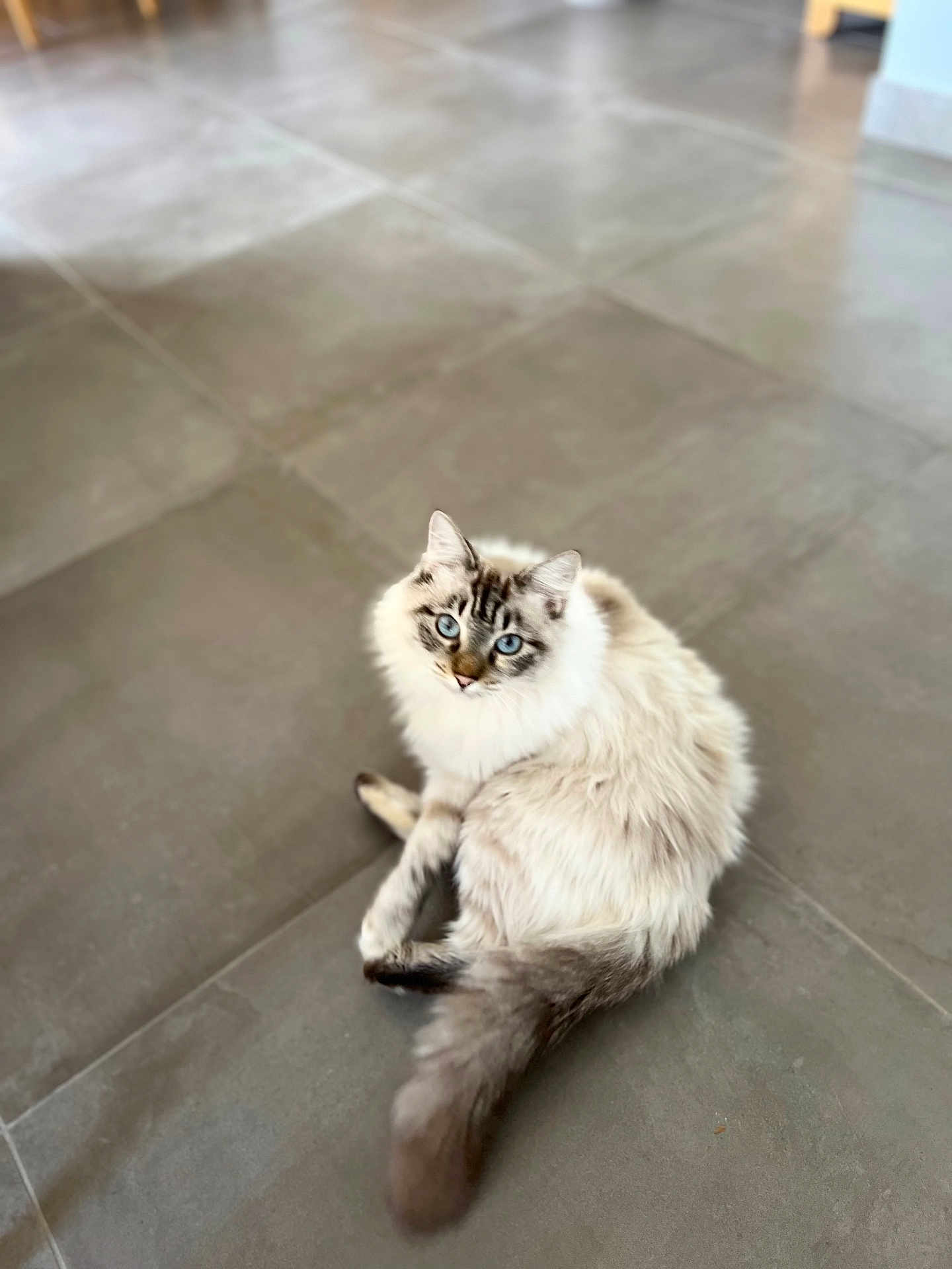 Saecha participe au concours pour gagner de l'argent avec cette photo : angora, animal, cat, hardwood, indoors, interiordesign, kitten, manx, pet, siamese, slate, tile, wood