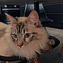 Saecha a rejoint le concours — aidez-le/la à gagner de superbes lots ! abyssinian, angora, animal, barstool, cat, chair, diningtable, face, furniture, hardwood, head, kitten, manx, person, pet, photography, plywood, siamese, table, wood