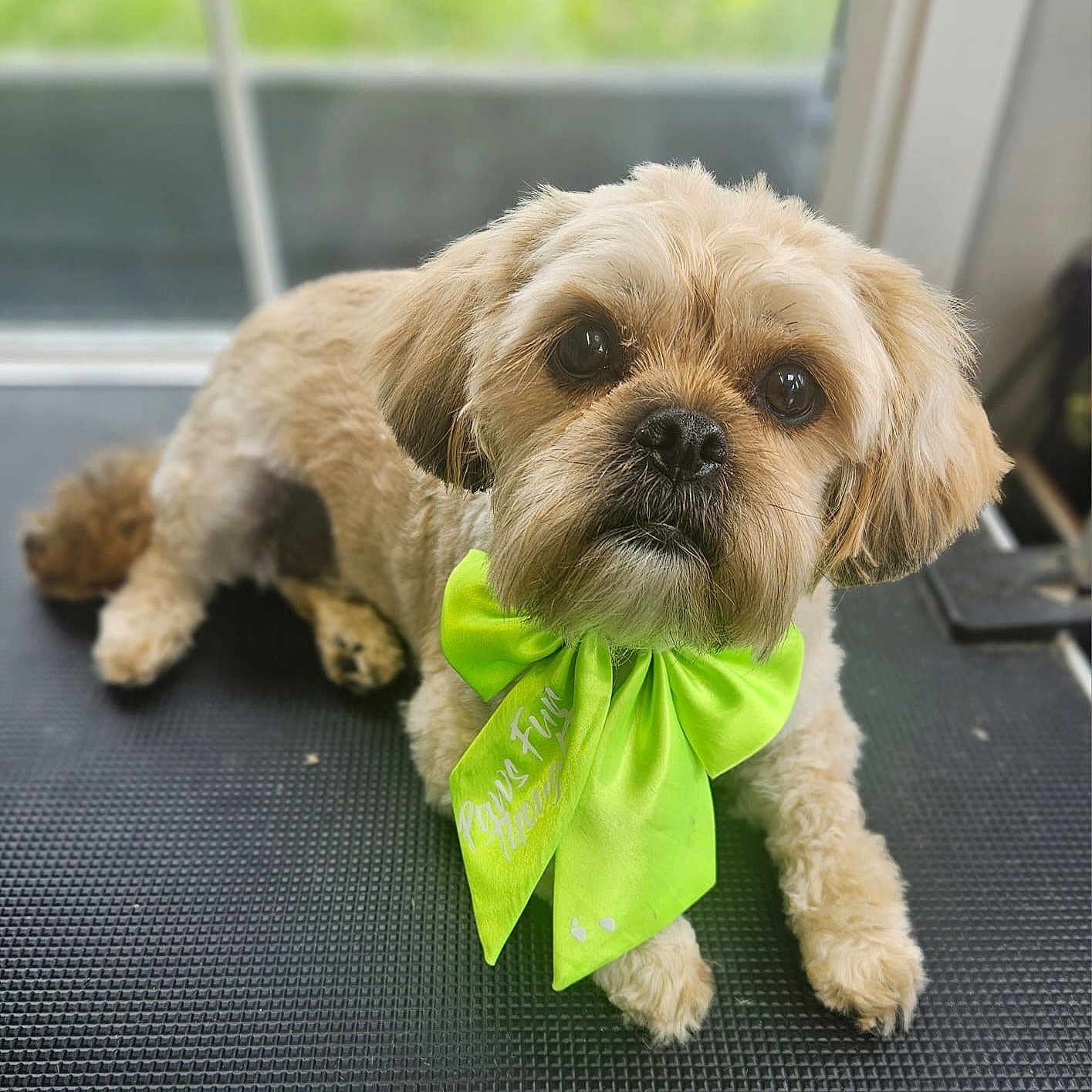 Archie is registered to the contest to win money with this photo: adorable, animal, bow, brown_fur, canine, close_up, companion, cute, dog, expressive_eyes, fluffy, furry, green_bow, groomed, indoor, laying_down, looking_at_camera, pet, portrait, small_dog
