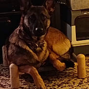 Vodka a rejoint le concours — aidez-le/la à gagner de superbes lots ! dog, german_shepherd, indoor, pet_bed, floor, tile_floor, furniture, resting, lying_down, canine, animal, brown_fur, black_fur, ears_up, collar, domestic, looking_at_camera, quiet, calm, home