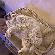 Billie Jean a rejoint le concours — aidez-le/la à gagner de superbes lots ! cat, fluffy, sleeping, cat_bed, cozy, relaxed, indoor, pet, feline, fur, animal, resting, paw, tail, soft, comfort, home, cute, nap, mammal