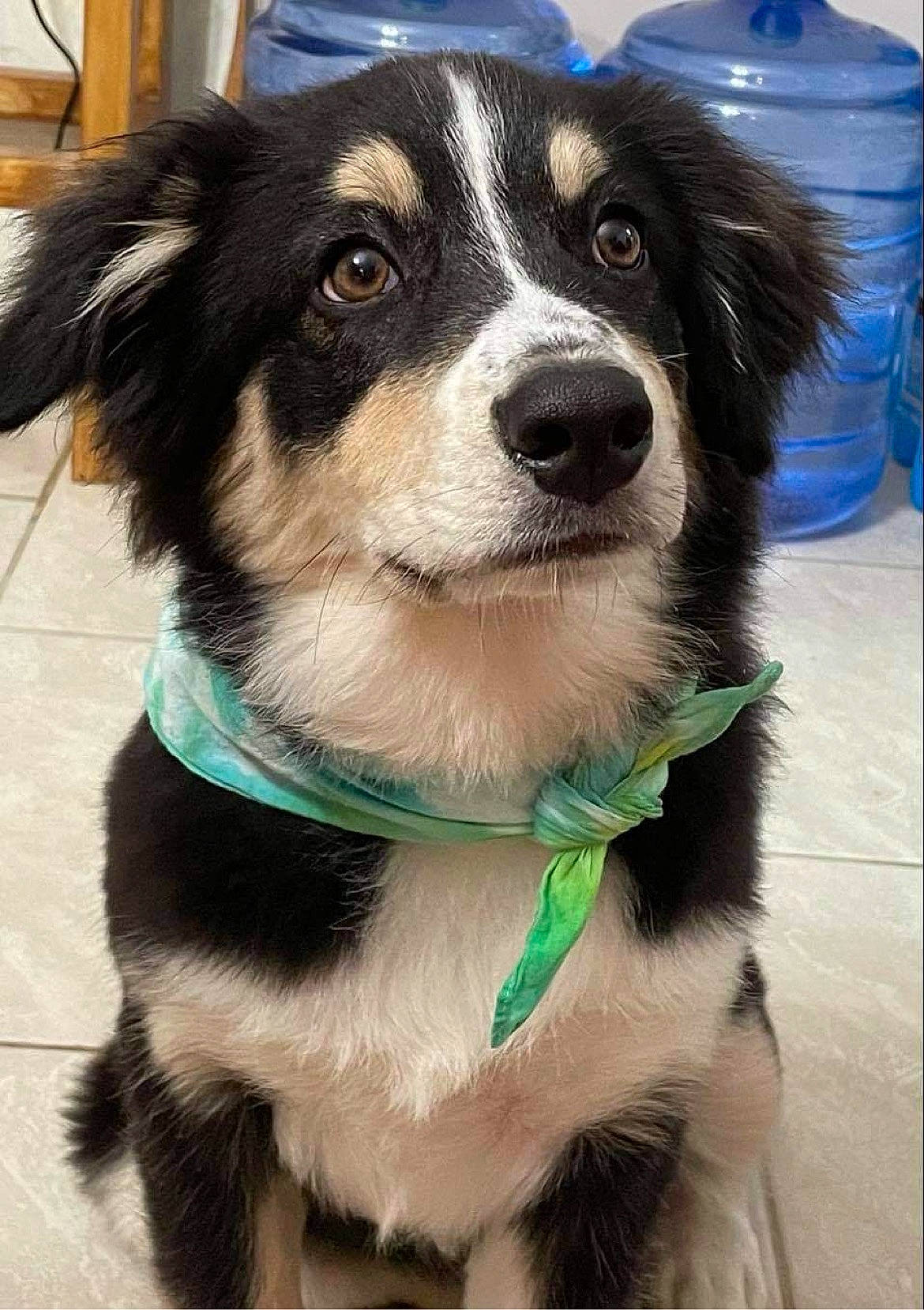 Bear is registered to the contest to win money with this photo: blue, canidae, carnivore, collar, companion_dog, dog, dog_breed, dog_collar, dog_supply, door, fur, herding_dog, leash, personal_protective_equipment, snout, sporting_group, sports_equipment, whiskers, working_animal, working_dog