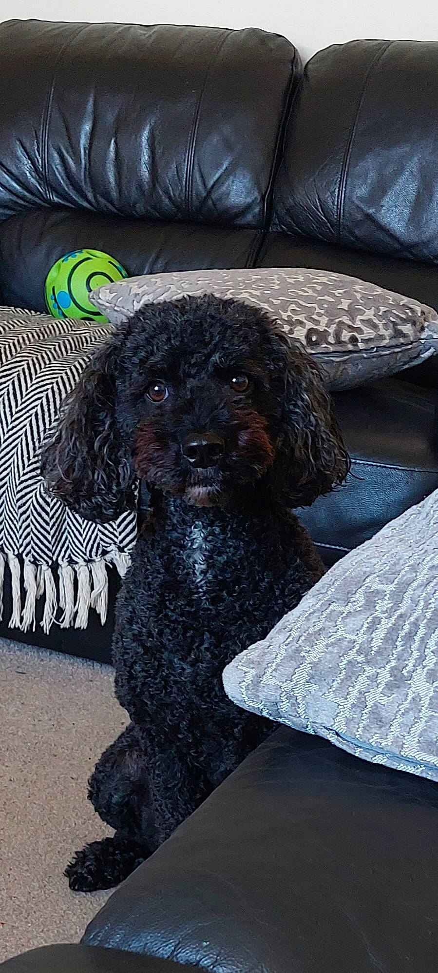 Fletcher is registered to the contest to win money with this photo: black, canidae, carnivore, circle, companion_dog, couch, dog, dog_breed, dog_supply, labradoodle, liver, pet_supply, poodle, snout, sporting_group, standard_poodle, terrier, toy_dog, water_dog, working_animal