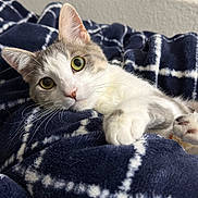 Namak joined the competition — help win amazing prizes! animal, blanket, blue_blanket, cat, closeup, cozy, curious, cute, ears, feline, fur, indoor, laying_down, paw, pet, relaxed, resting, soft_texture, whiskers, white_pattern