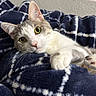 animal, blanket, blue_blanket, cat, closeup, cozy, curious, cute, ears, feline, fur, indoor, laying_down, paw, pet, relaxed, resting, soft_texture, whiskers, white_pattern