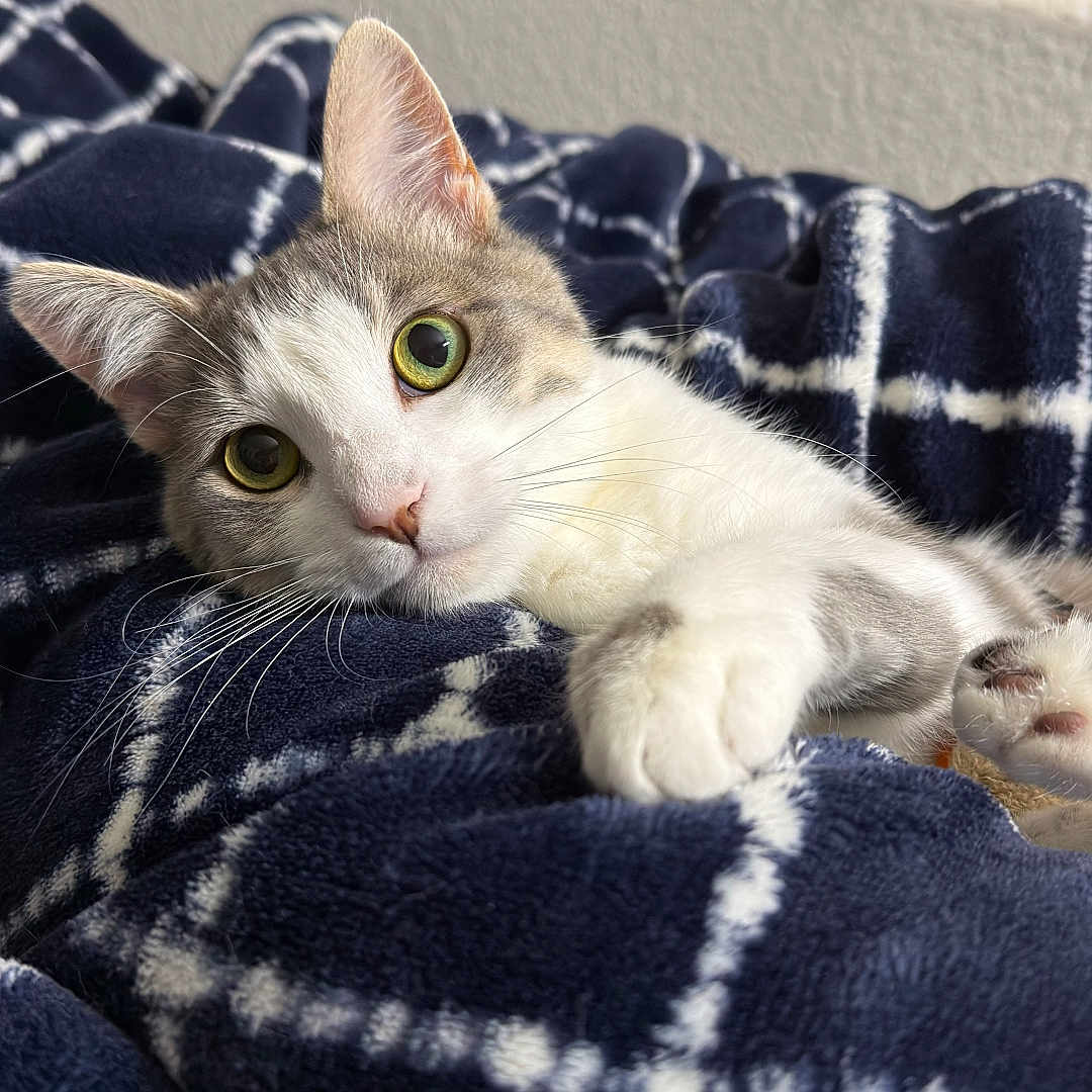 Namak joined the competition — help win amazing prizes! animal, blanket, blue_blanket, cat, closeup, cozy, curious, cute, ears, feline, fur, indoor, laying_down, paw, pet, relaxed, resting, soft_texture, whiskers, white_pattern