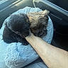 animal, black_dog, blanket, brown_dog, car_interior, close_up, companion, cozy, cute, dog, domestic_animal, fluffy, human_arm, pet, puppy, resting, seat, snuggling, soft_light, window