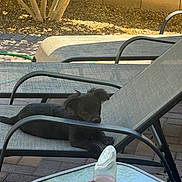 Charlie is registered to the contest to win money with this photo: animal, backyard, black_dog, brick_wall, canine, curious, dog, furniture, glass_table, hummingbird_feeder, lounge_chair, outdoor, patio, pet, puppy, relaxing, resting, sunlight, tree, young_dog