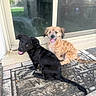 backyard, black_dog, brown_dog, canine, concrete, dog, fur, glass_door, happy, home, outdoor, pet, playful, puppy, reflection, side_by_side, sitting, sunlight, tongue_out, welcome_mat