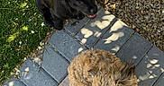 Charlie is registered to the contest to win money with this photo: animal, black_dog, brown_dog, curious, daylight, dog, friendly, fur, garden, grass, happy, nature, outdoor, pavement, pet, playful, puppy, shadow, sitting, sunlight