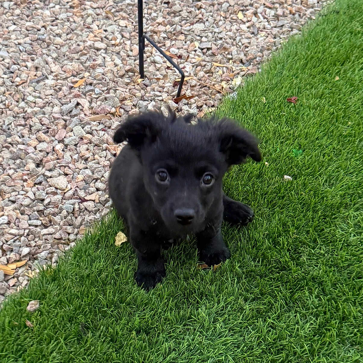 Charlie
