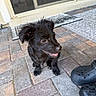 animal, black_dog, brick_patio, canine, closeup, door, fur, happy, looking_away, mat, outdoor, pet, puppy, shadow, shoes, sitting, small_dog, sunlight, tongue_out, young_dog