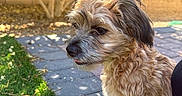 Murphy joined the competition — help win amazing prizes! animal, backyard, brick_wall, canine, curious, dog, fur, grass, nature, outdoor, pavement, pet, relaxed, scruffy, shadow, sitting, sunlight, sunny, tongue_out, tree