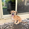 Murphy is registered to the contest to win money with this photo: backyard, concrete, curly_fur, daylight, dog, door, fur, glass_door, greenery, happy, outdoor, pavement, pet, reflection, sitting, small_dog, sunlight, tongue_out, welcome_mat, window