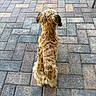 Murphy joined the competition — help win amazing prizes! alone, animal, back_view, brick, brown_dog, calm, canine, curly_fur, daylight, dog, fur, outdoor, pavement, pet, quiet, sidewalk, sitting, small_dog, street, waiting