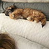brown_fur, close_up, couch, cozy, curly_fur, dog, domestic_animal, furniture, head, home, indoor, living_room, nap, partial_person, pet, relaxed, resting, sleeping, upholstery, white_couch