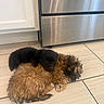adorable, animal, black_dog, brown_dog, companion, cuddling, cute, dog, floor, fur, indoor, kitchen, nap, pet, puppy, resting, sleeping, small_dog, stainless_steel_oven, tile_floor