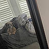 bed, blanket, candid, casual, clutter, cozy, dog, furniture, home, indoor, mirror, natural_light, pillow, reflection, resting, scruffy_dog, shutter, sleepy, soft_light, window