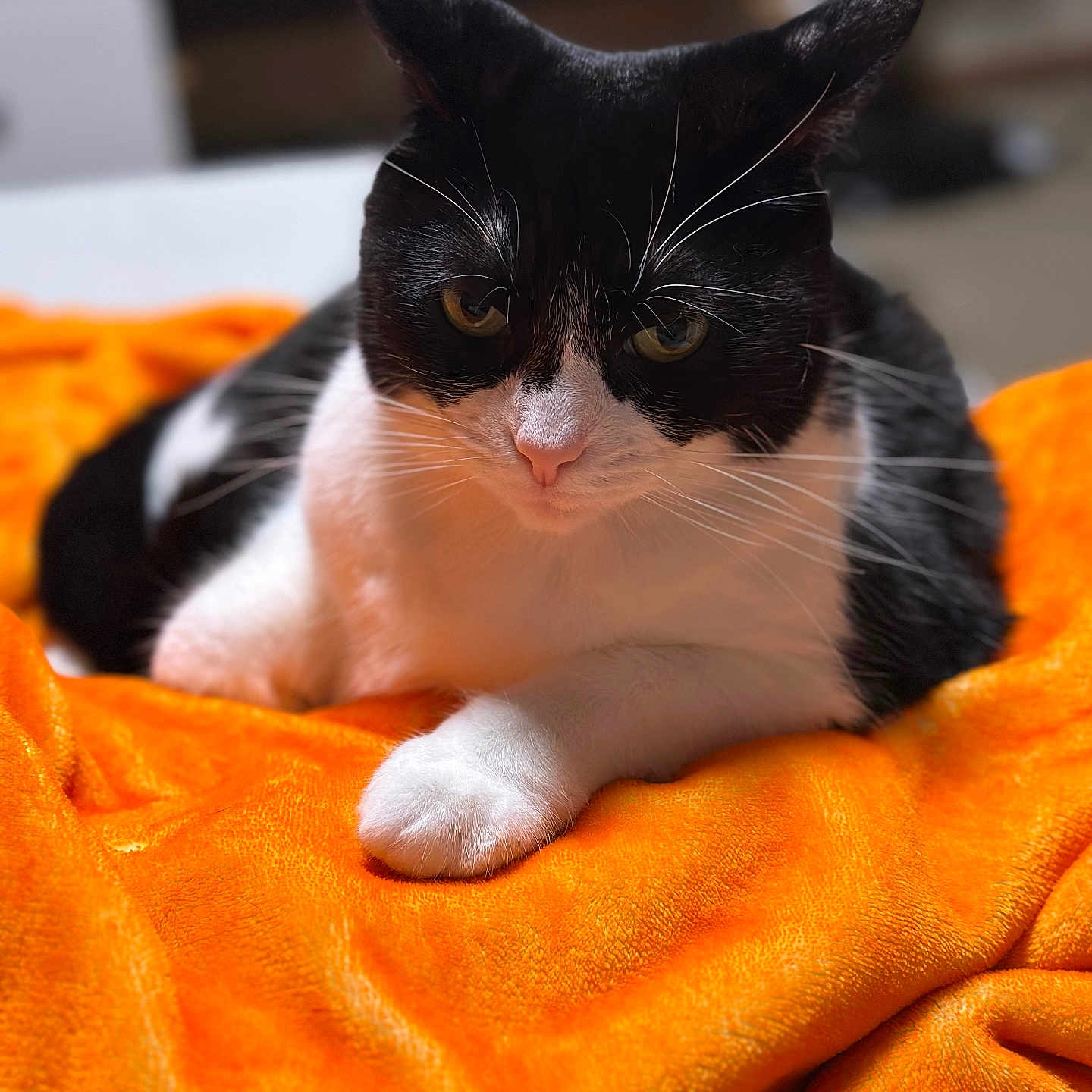 Boogie joined the competition — help win amazing prizes! animal, black_and_white, cat, closeup, comfort, cozy, cute, domestic, feline, fur, indoor, laying, orange_blanket, paw, pet, portrait, relaxed, resting, soft_texture, whiskers