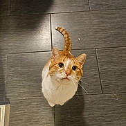 Zeke is registered to the contest to win money with this photo: cat, orange_cat, white_cat, pet, looking_up, curious, whiskers, ears, tail, floor, tile_floor, indoor, shadow, animal, cute, feline, domestic_cat, fur, sitting, eyes