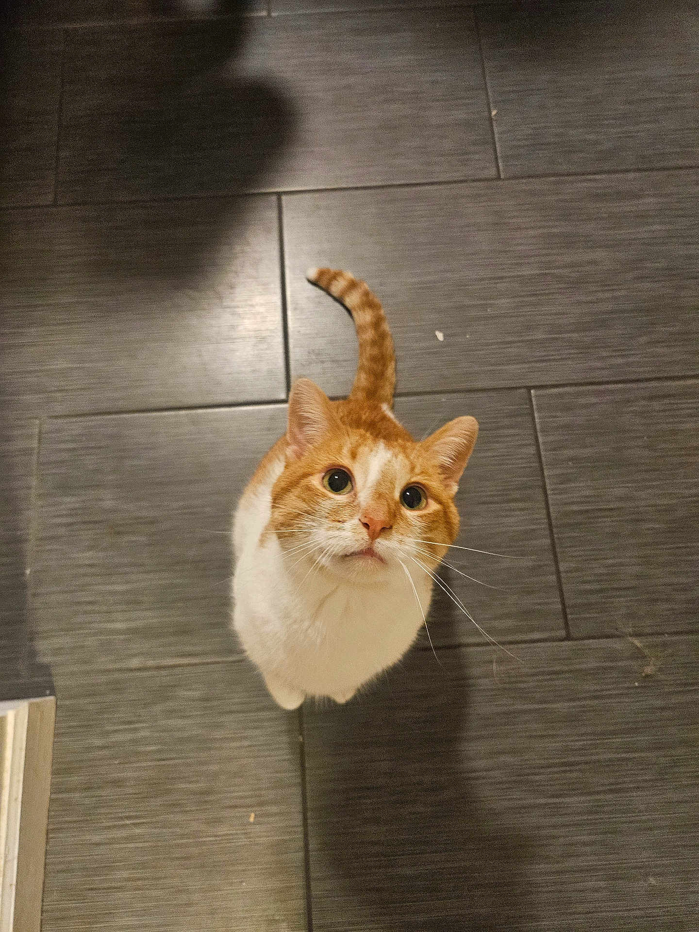 Zeke is registered to the contest to win money with this photo: cat, orange_cat, white_cat, pet, looking_up, curious, whiskers, ears, tail, floor, tile_floor, indoor, shadow, animal, cute, feline, domestic_cat, fur, sitting, eyes