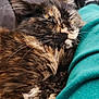 cat, tortoiseshell, sleeping, fur, whiskers, closeup, cozy, resting, pet, animal, indoor, couch, relaxation, soft, cute, feline, companion, nap, warm, comfort