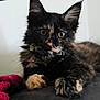 kitten, cat, tortoiseshell, pet, animal, feline, fur, whiskers, ears, paw, collar, indoor, cute, young, lying_down, plush_toy, curious, closeup, domestic_animal, resting