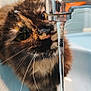cat, tortoiseshell_cat, water, faucet, sink, bathroom, whiskers, curious, pet, closeup, animal, indoor, tile, running_water, face, paw, fur, domestic_cat, exploration, household