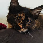 Arizona participe au concours pour gagner de l'argent avec cette photo : cat, tortoiseshell, close_up, resting, feline, pet, animal, whiskers, ears, fur, indoor, cute, portrait, looking, face, eyes, soft_light, domestic_cat, relaxed, background