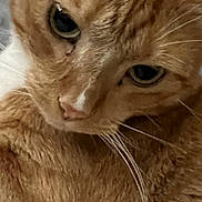 Gulibert joined the competition — help win amazing prizes! animal, cat, close_up, closeup, cozy, cute, domestic_cat, expression, eyes, face, feline, fur, indoor, mammal, orange_tabby, pet, portrait, soft_lighting, texture, whiskers