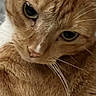 animal, cat, close_up, closeup, cozy, cute, domestic_cat, expression, eyes, face, feline, fur, indoor, mammal, orange_tabby, pet, portrait, soft_lighting, texture, whiskers