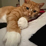 Gulibert joined the competition — help win amazing prizes! animal, background, bed, cat, close_up, cozy, curious, domestic_cat, feline, fur, ginger_cat, indoor, lying_down, paw, pet, relaxed, resting, soft_lighting, whiskers, white_paw