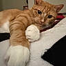 animal, background, bed, cat, close_up, cozy, curious, domestic_cat, feline, fur, ginger_cat, indoor, lying_down, paw, pet, relaxed, resting, soft_lighting, whiskers, white_paw