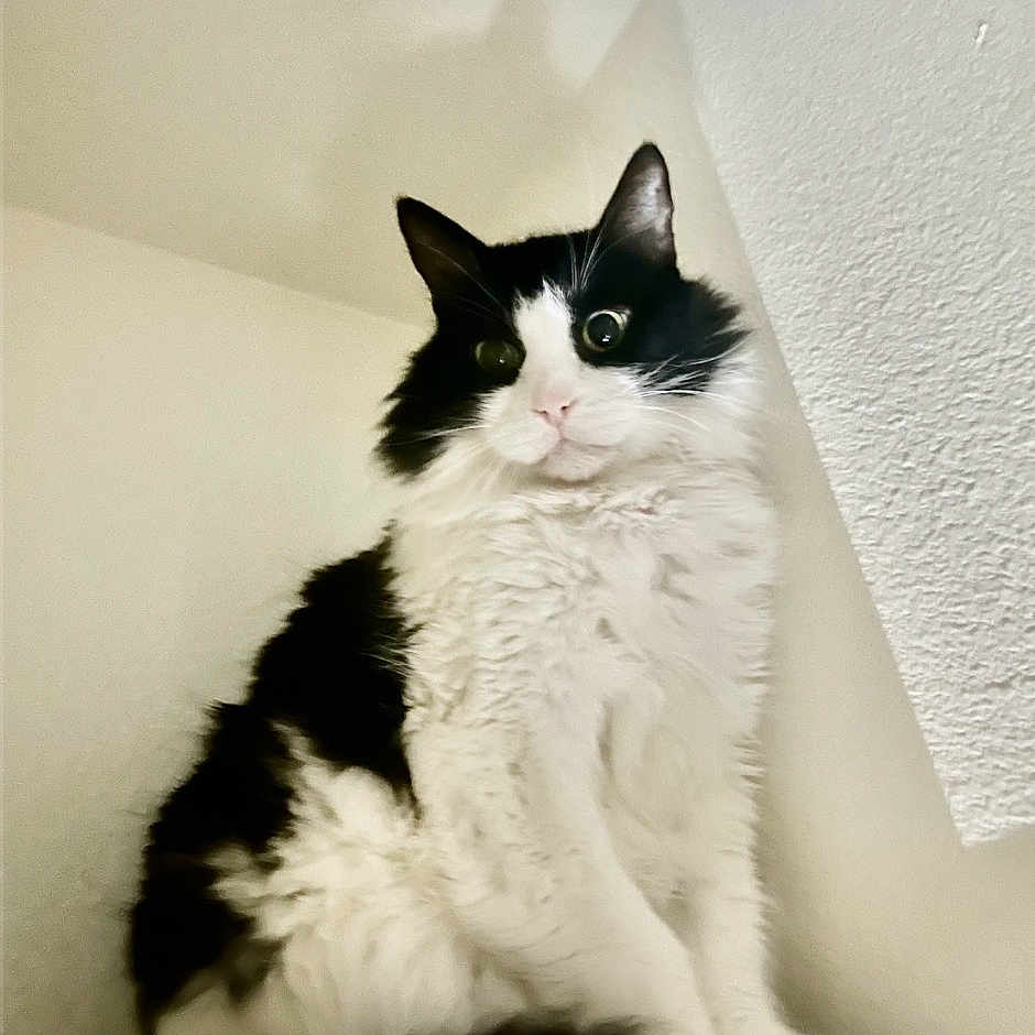 Figaro