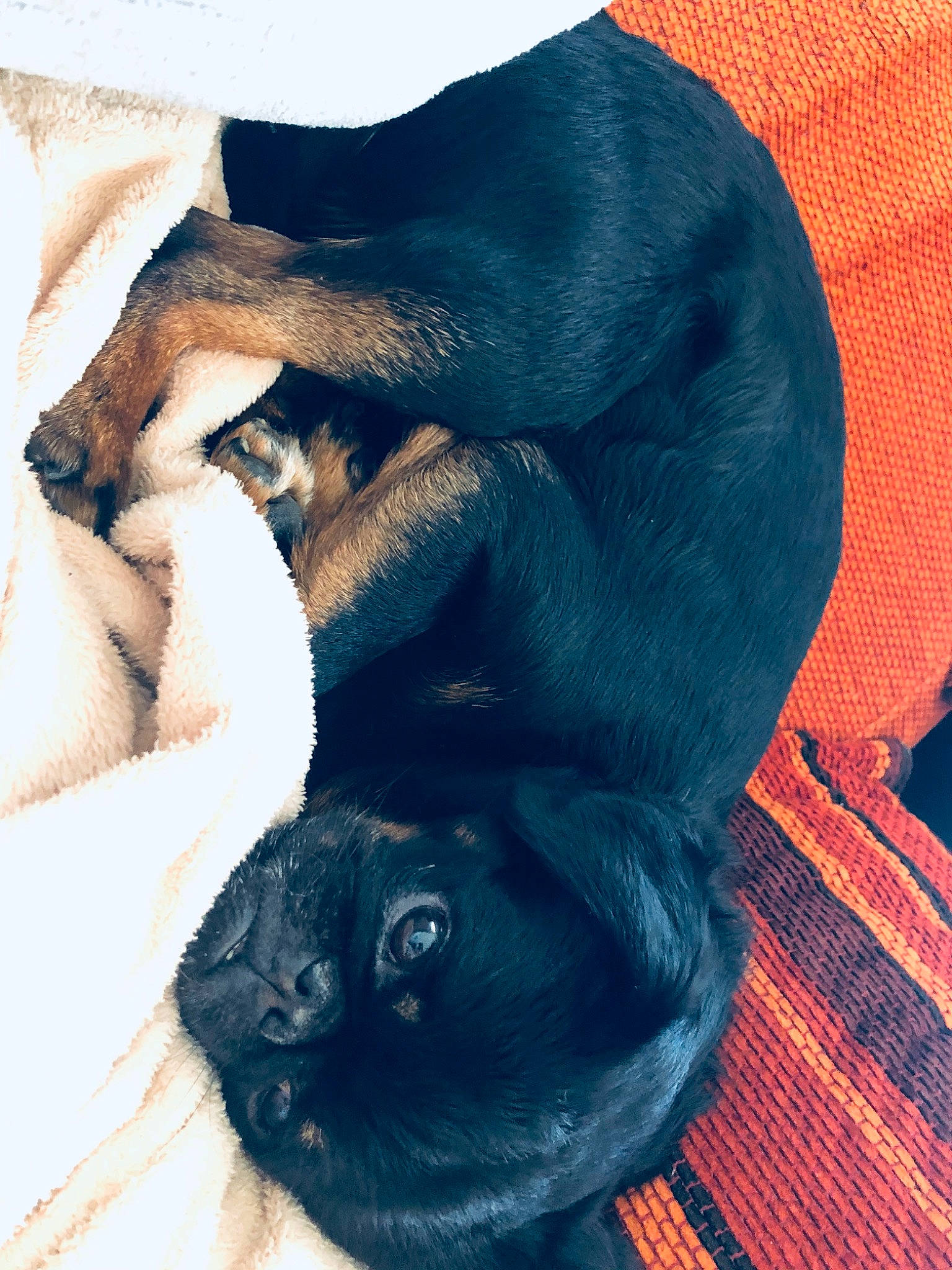 Jango a rejoint le concours — aidez-le/la à gagner de superbes lots ! canidae, carnivore, companion_dog, dog, dog_breed, ear, fawn, puppy, sporting_group