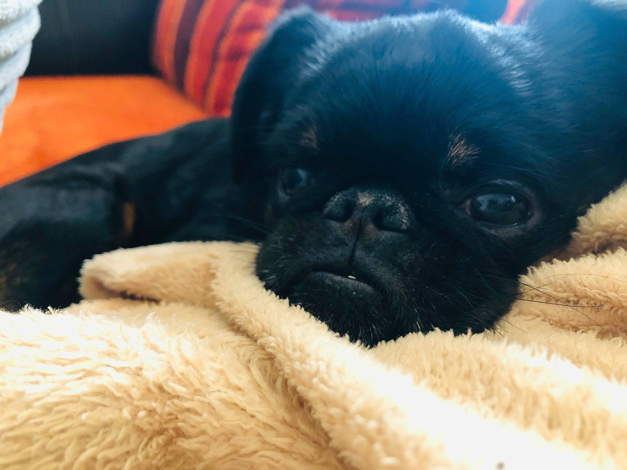 Jango a rejoint le concours — aidez-le/la à gagner de superbes lots ! canidae, carnivore, companion_dog, dog, dog_breed, eye, fawn, fur, mammal, non_sporting_group, nose, pug, puppy, puppy_love, skin, sky, snout, sporting_group, toy_dog, vertebrate