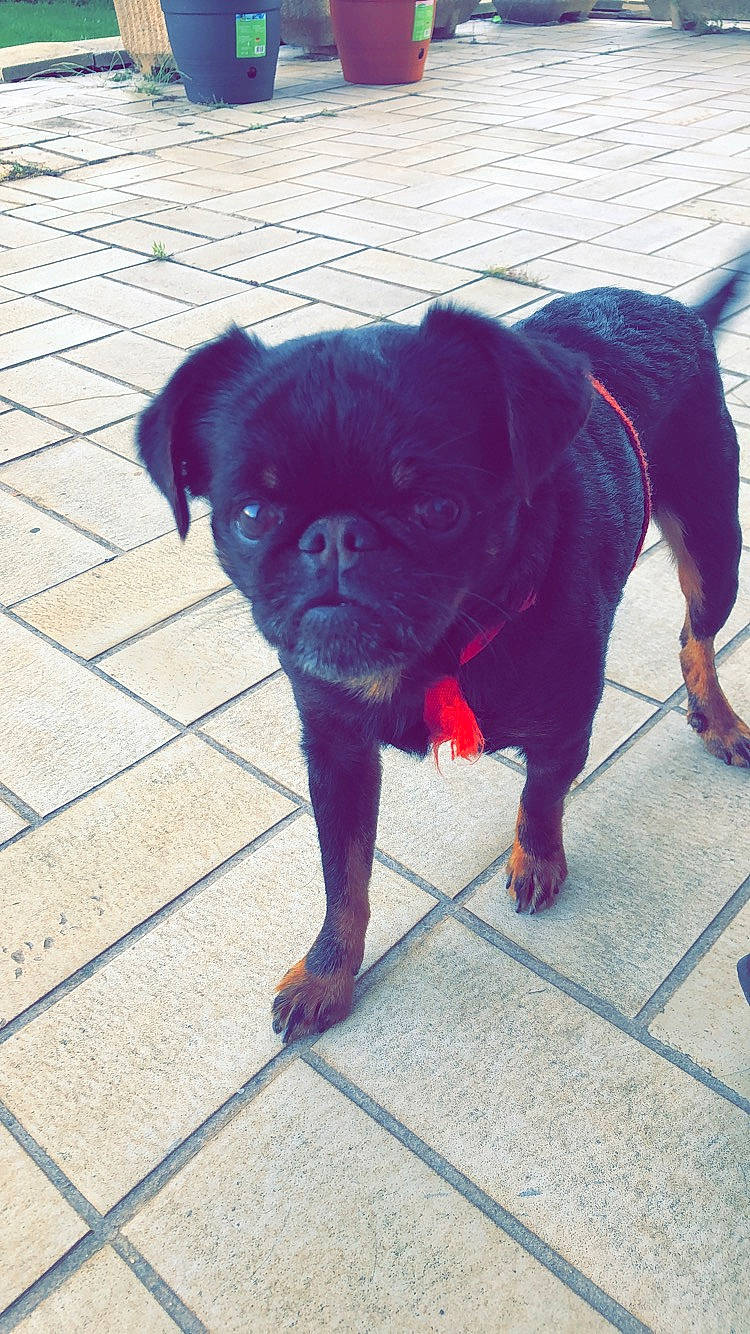 Jango a rejoint le concours — aidez-le/la à gagner de superbes lots ! canidae, carnivore, companion_dog, dog, dog_breed, fawn, mammal, pug, puppy, snout, sporting_group, tail, toy_dog